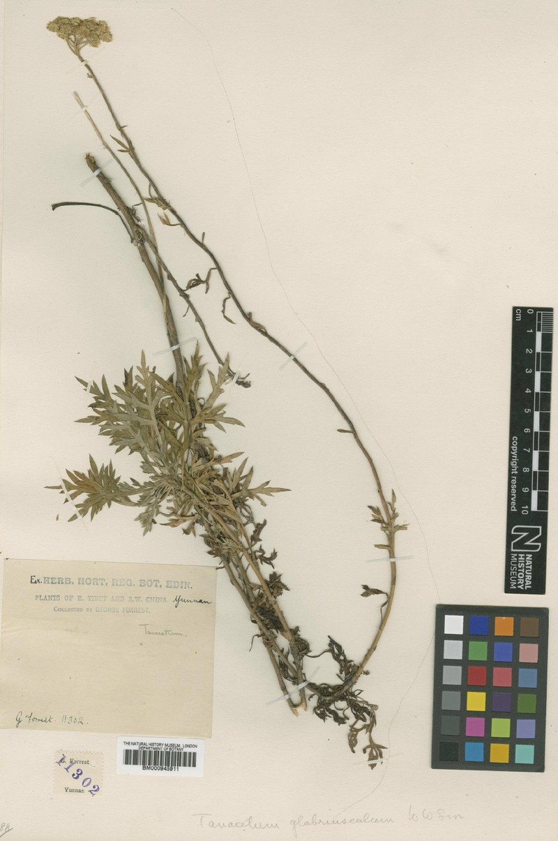 Chrysanthemum glabriusculum