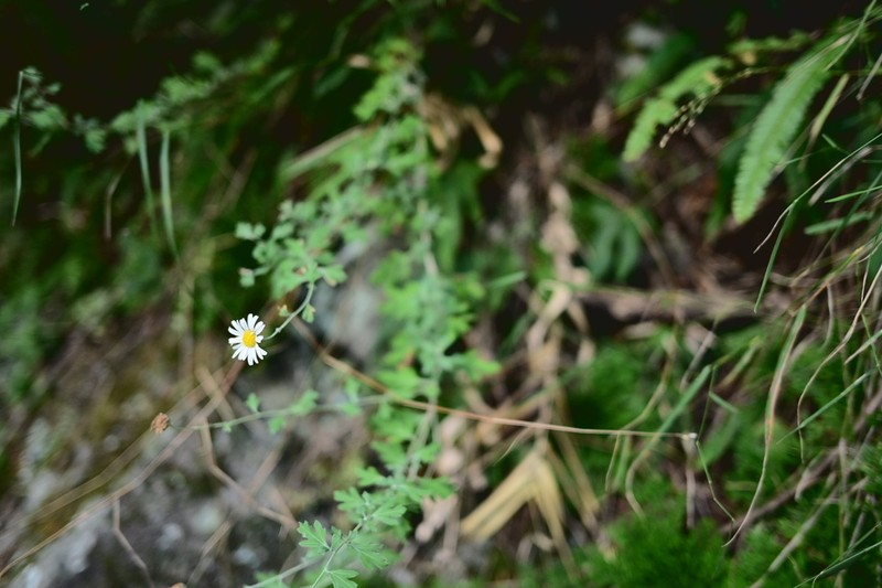 Chrysanthemum horaimontanum