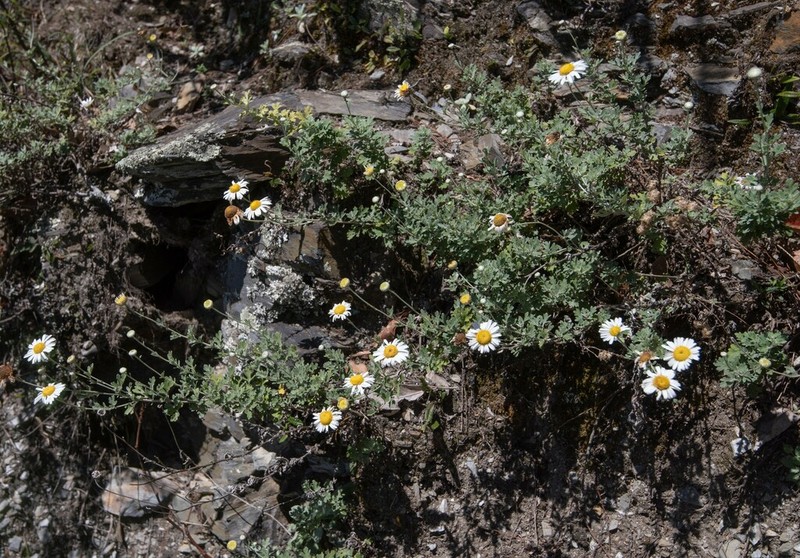 Chrysanthemum horaimontanum photo 3