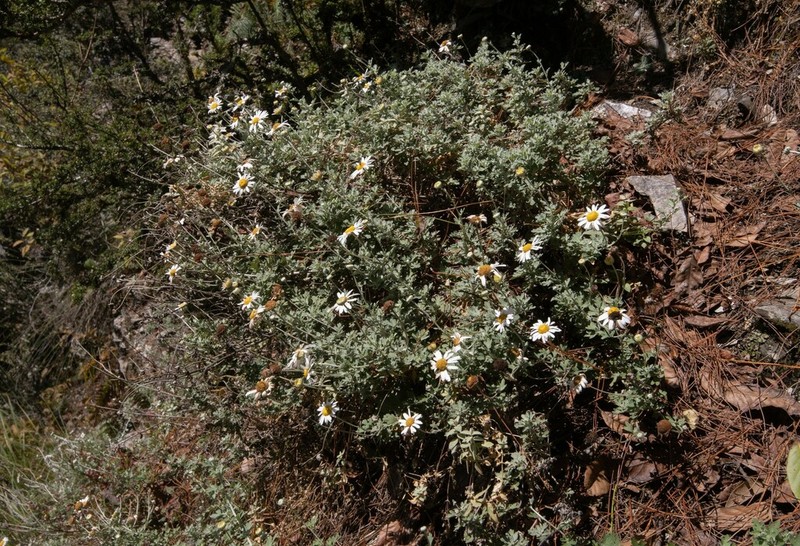 Chrysanthemum horaimontanum photo 4