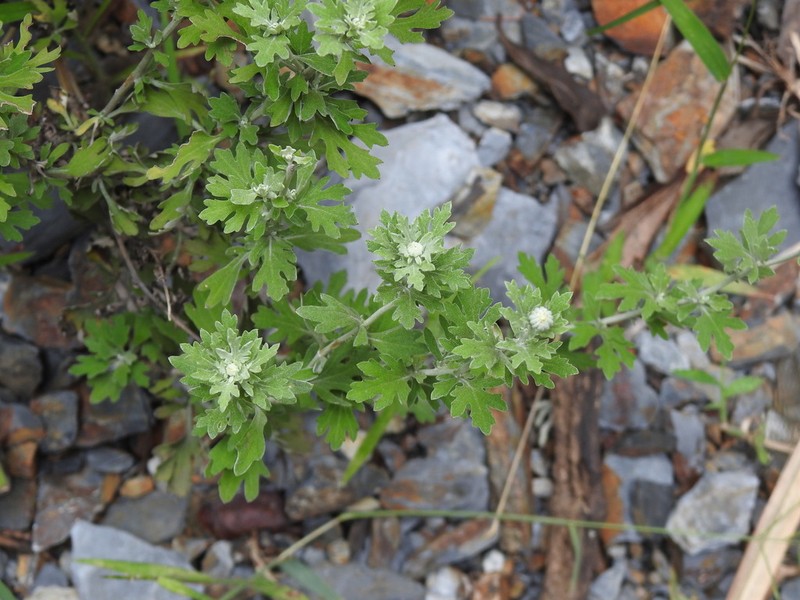 Chrysanthemum horaimontanum photo 5