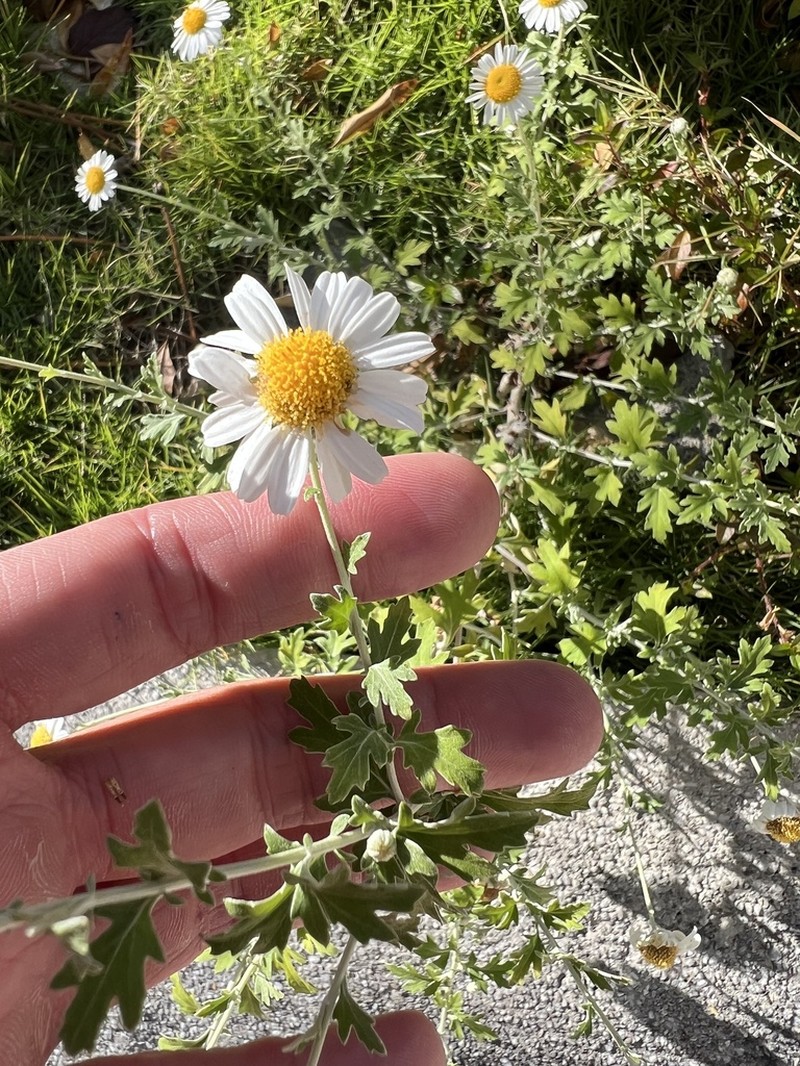 Chrysanthemum horaimontanum photo 6