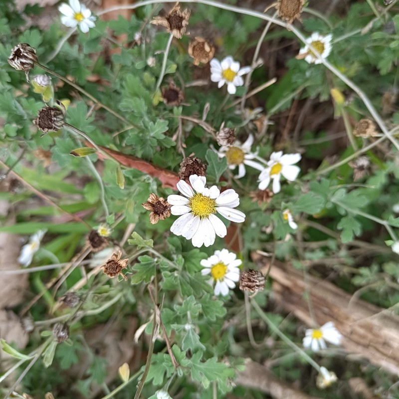 Chrysanthemum horaimontanum photo 8