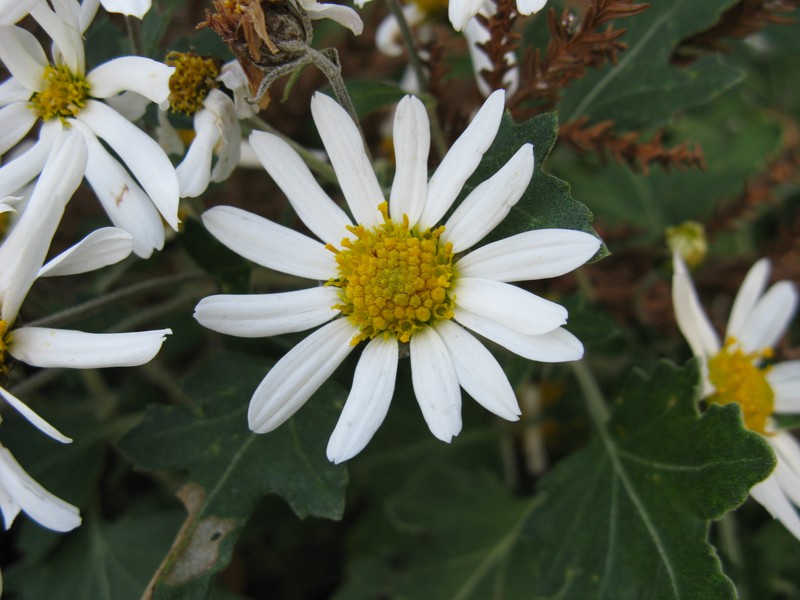 Chrysanthemum japonense