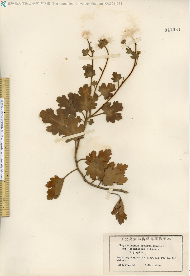 Chrysanthemum japonense photo 5