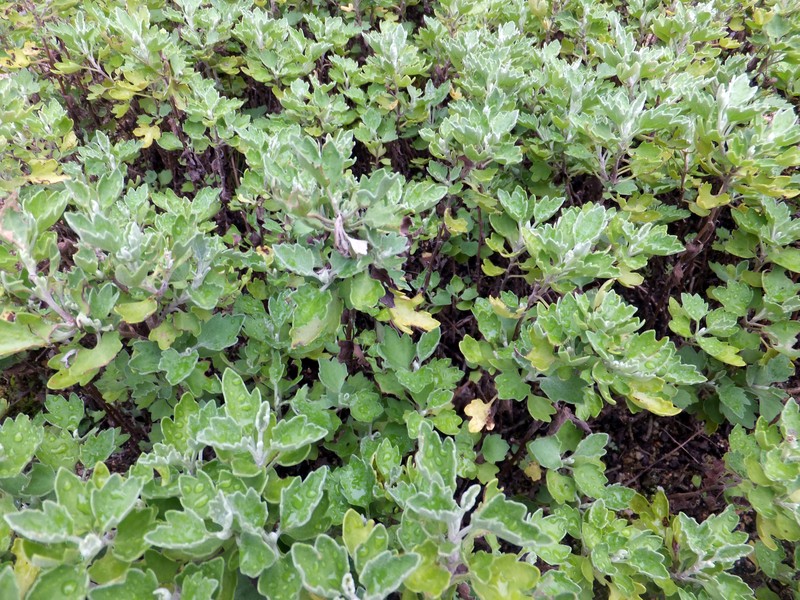 Chrysanthemum japonense photo 6