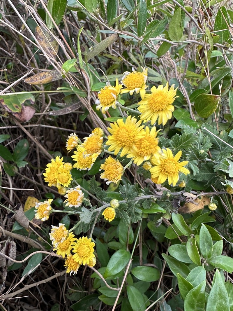 Chrysanthemum lavandulifolium photo 2