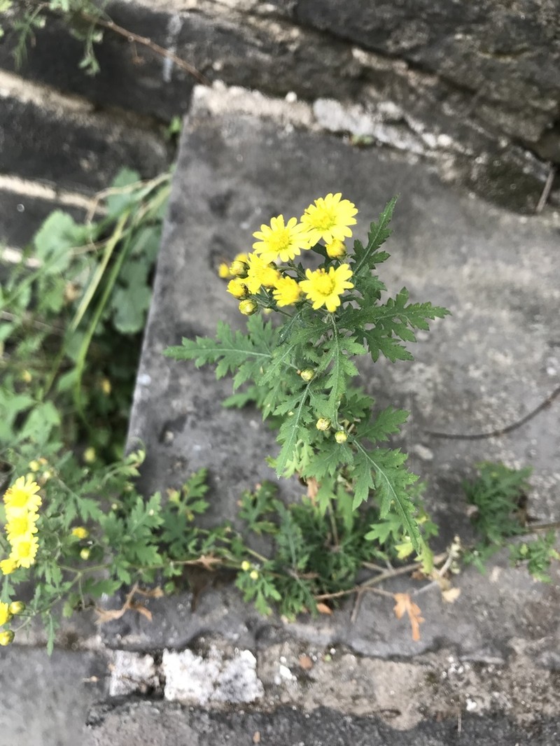 Chrysanthemum lavandulifolium photo 3