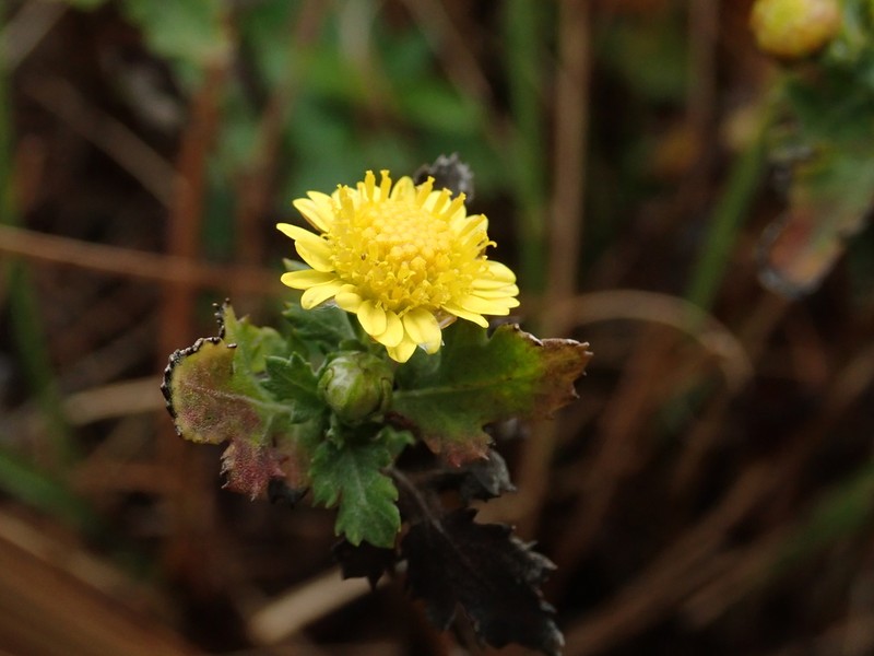 Chrysanthemum lavandulifolium photo 4