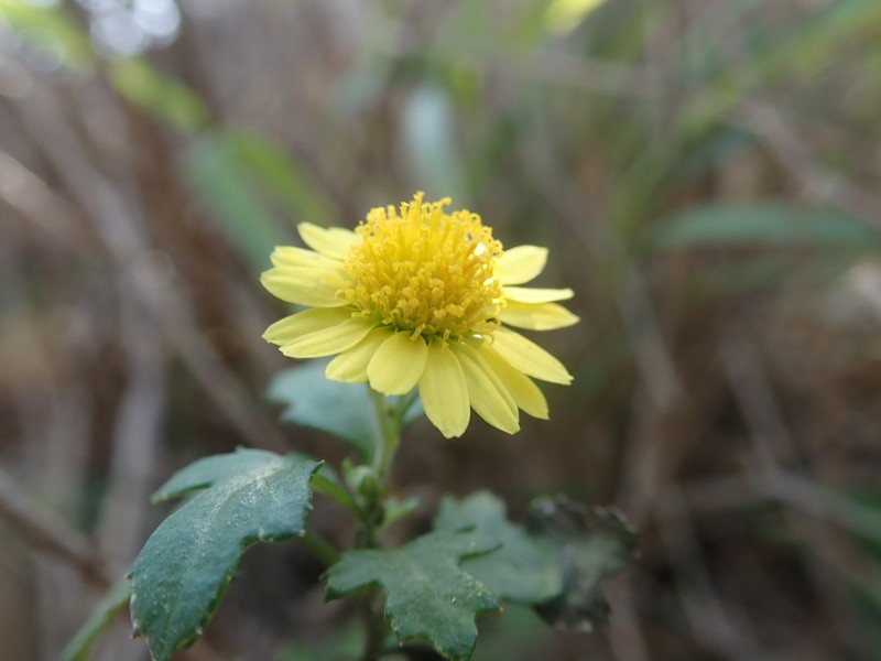 Chrysanthemum lavandulifolium photo 5