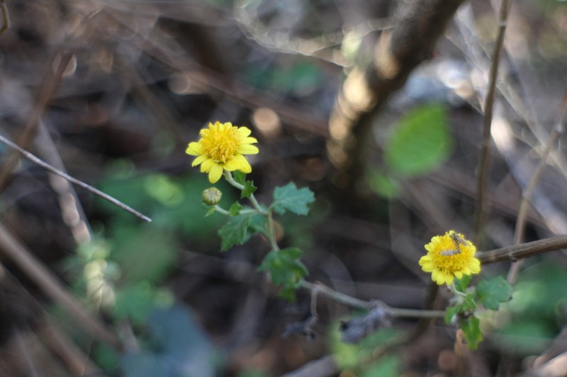 Chrysanthemum lavandulifolium photo 6