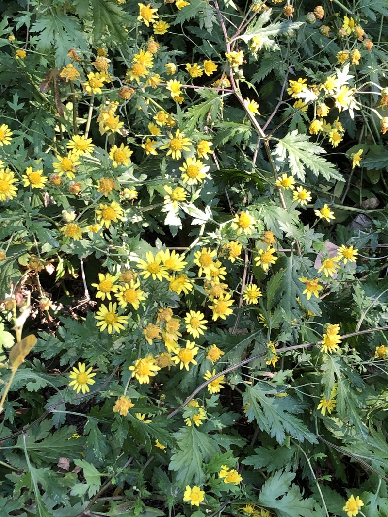 Chrysanthemum lavandulifolium var. lavandulifolium