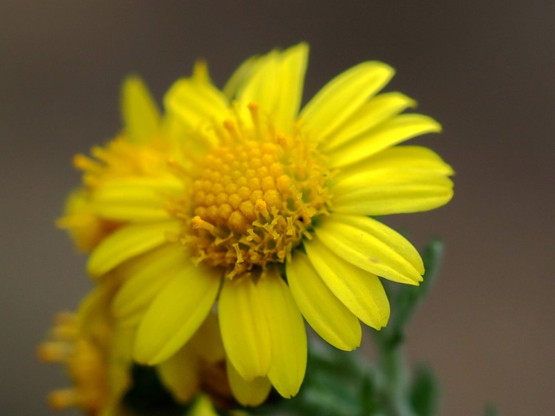 Chrysanthemum lavandulifolium var. tomentellum