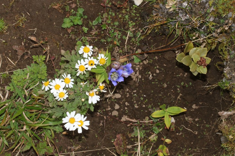 Chrysanthemum makinoi