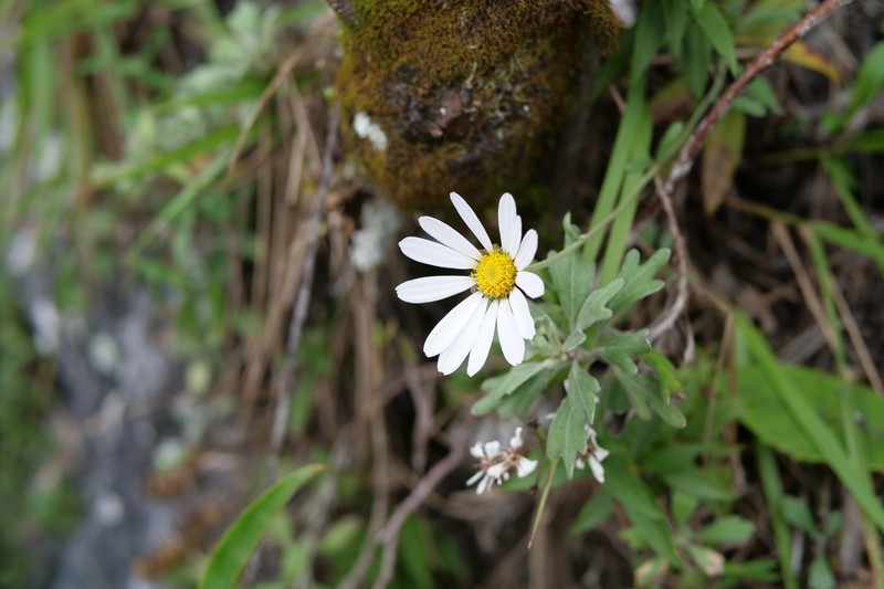 Chrysanthemum morii