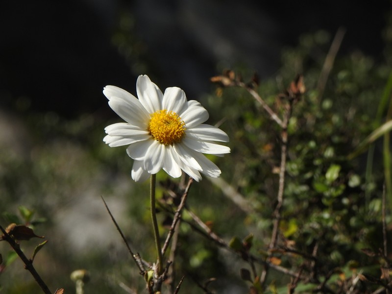 Chrysanthemum morii photo 2