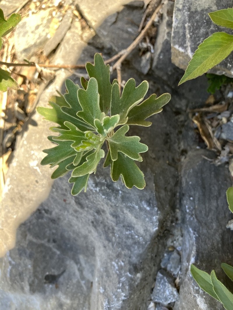 Chrysanthemum morii photo 3