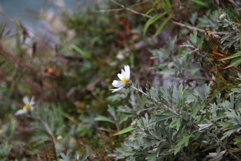 Chrysanthemum morii photo 4