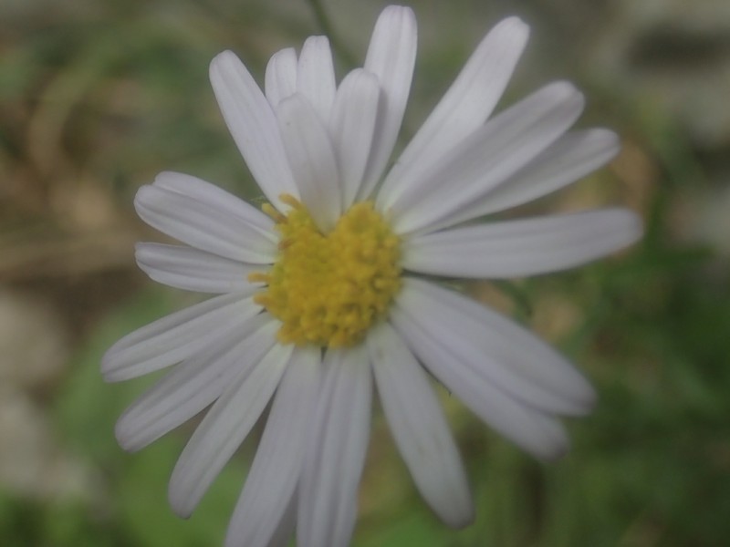 Chrysanthemum morii photo 5
