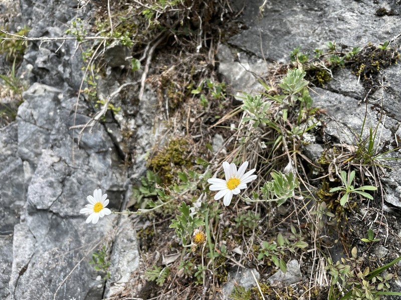 Chrysanthemum morii photo 6