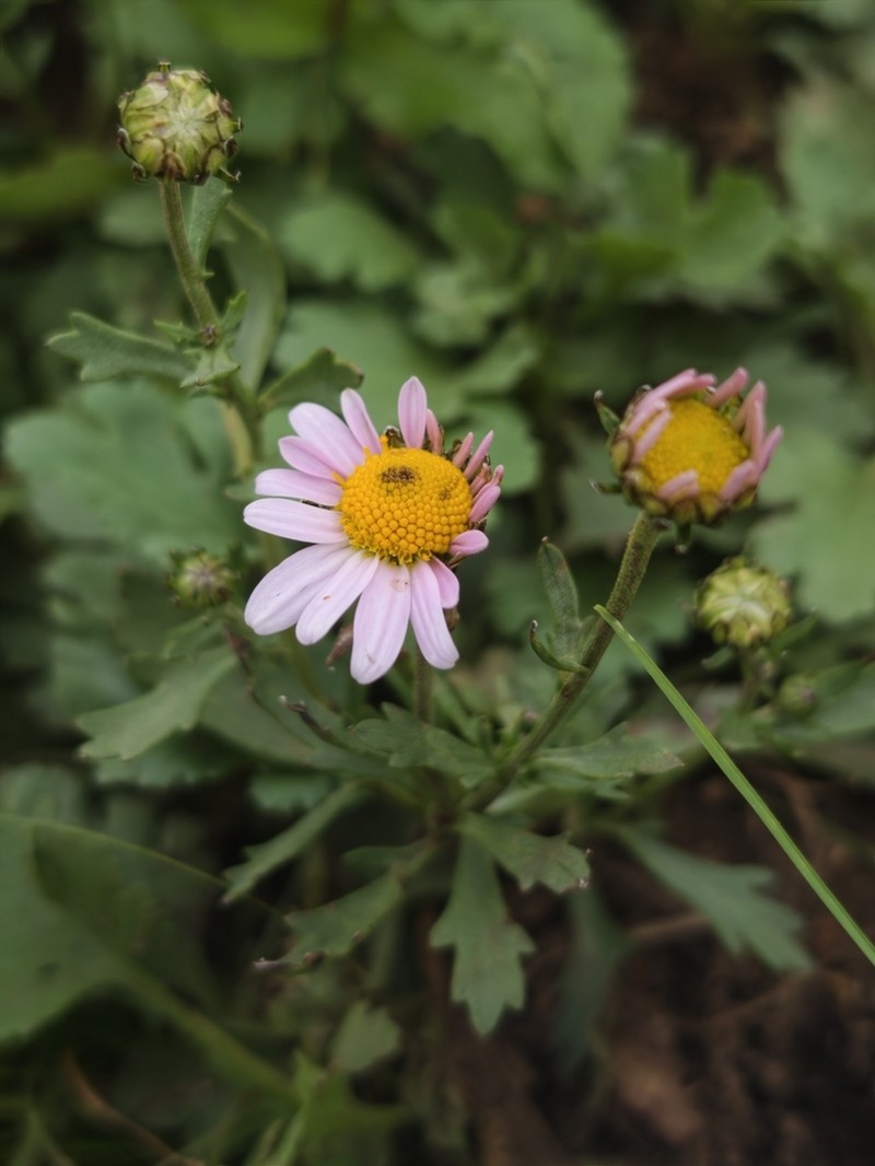 Chrysanthemum naktongense