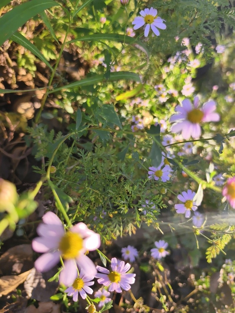 Chrysanthemum naktongense photo 2