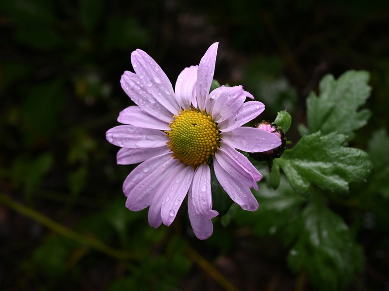 Chrysanthemum naktongense photo 8
