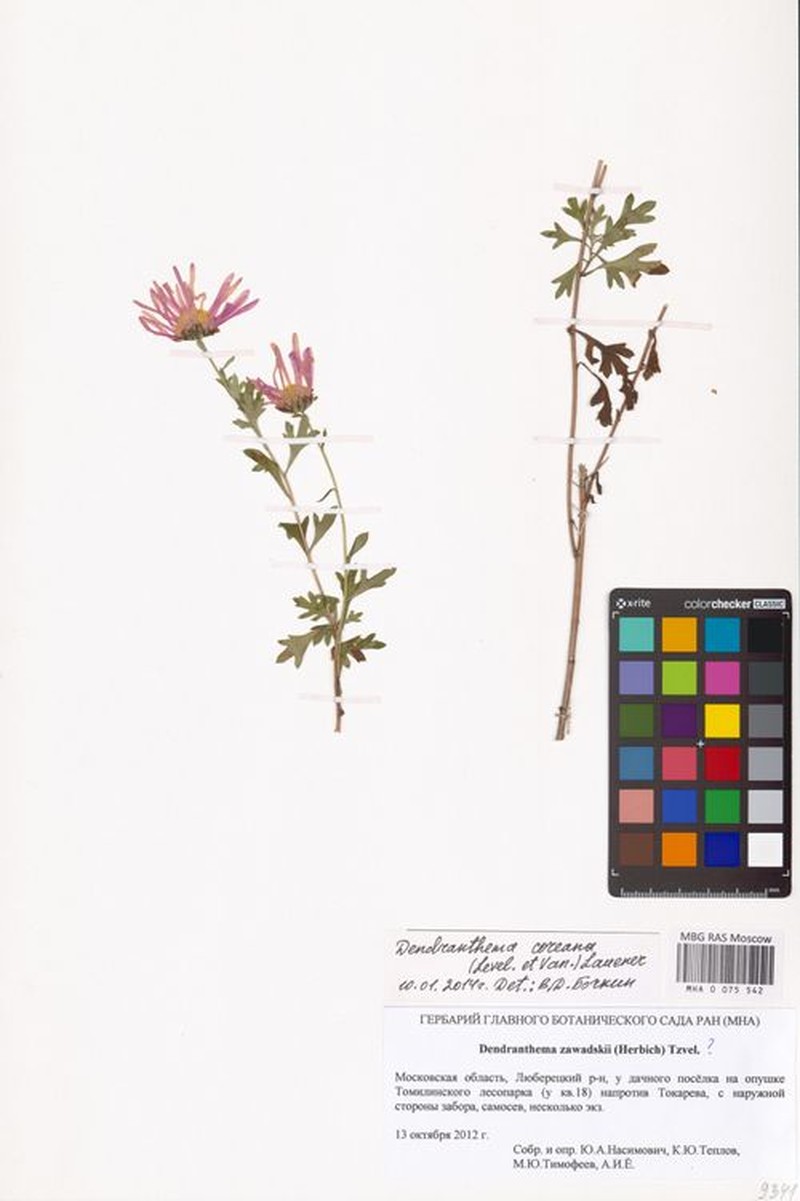 Chrysanthemum oreastrum