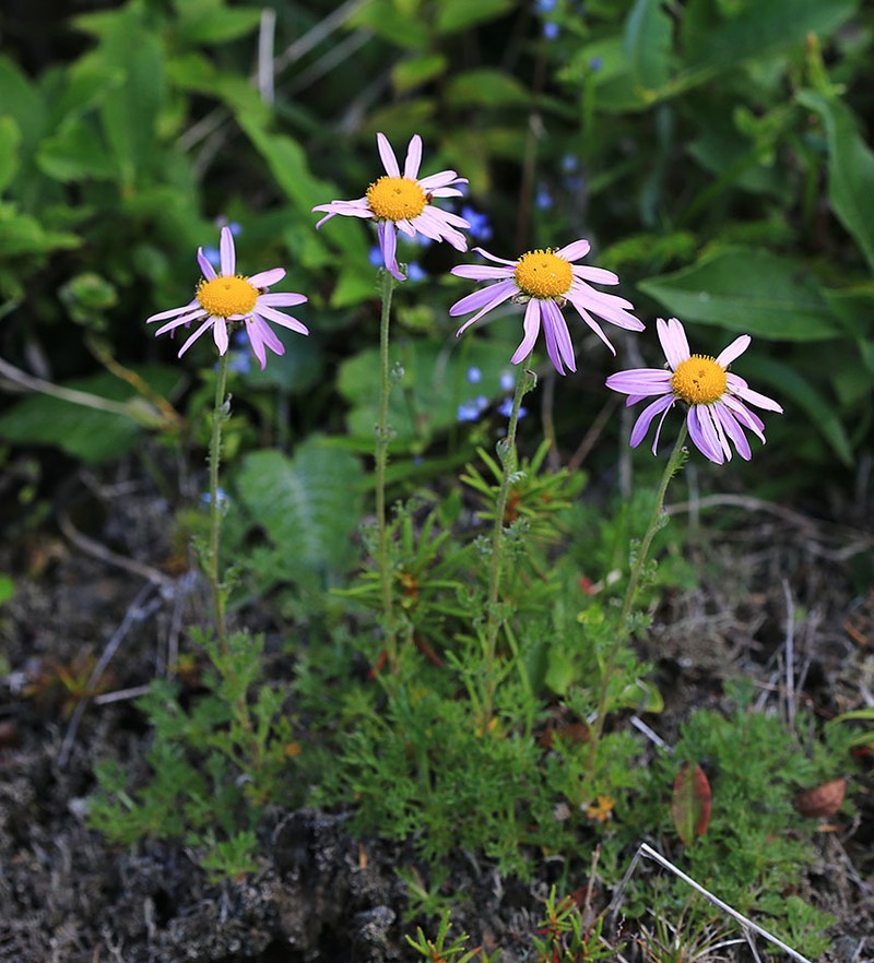 Chrysanthemum oreastrum photo 2