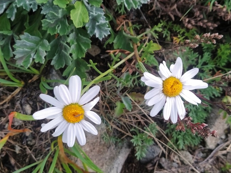 Chrysanthemum oreastrum photo 3