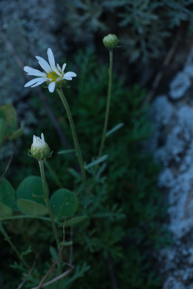 Chrysanthemum oreastrum photo 4