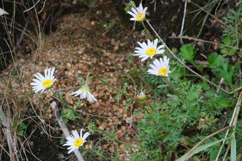 Chrysanthemum oreastrum photo 5
