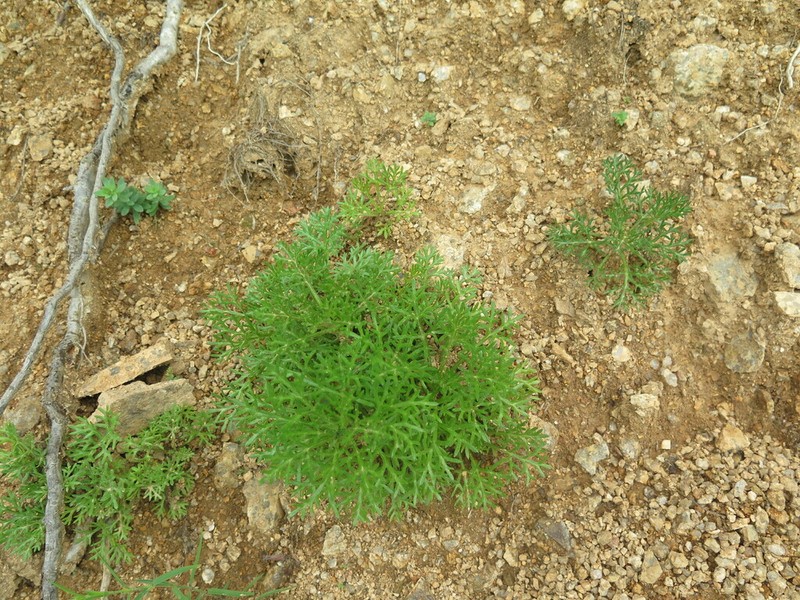 Chrysanthemum oreastrum photo 6