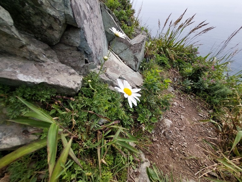 Chrysanthemum oreastrum photo 7