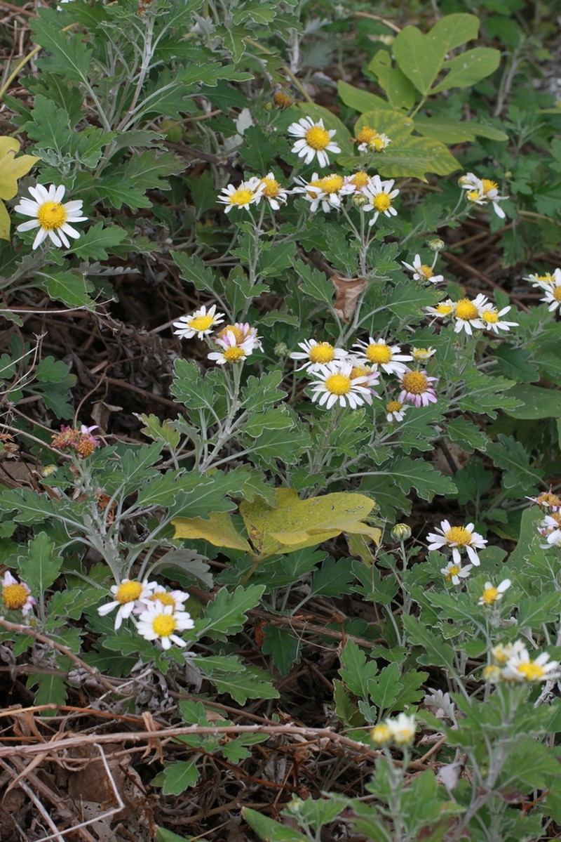 Chrysanthemum ornatum photo 2
