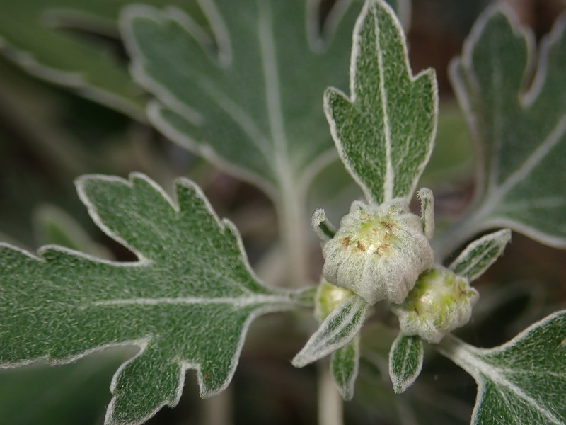 Chrysanthemum ornatum photo 3