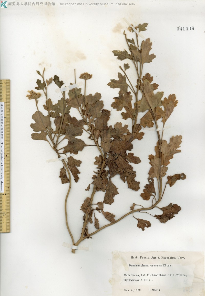 Chrysanthemum ornatum photo 5