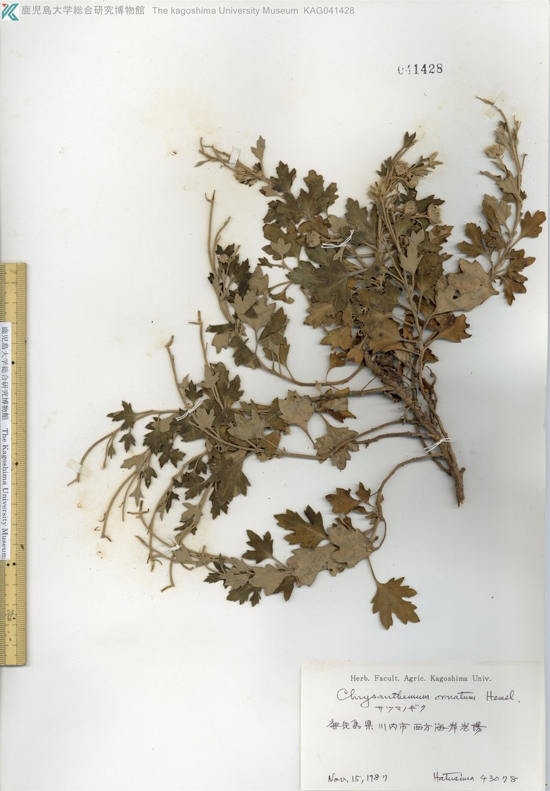 Chrysanthemum ornatum photo 6