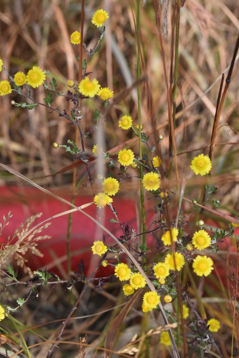 Chrysanthemum potentilloides