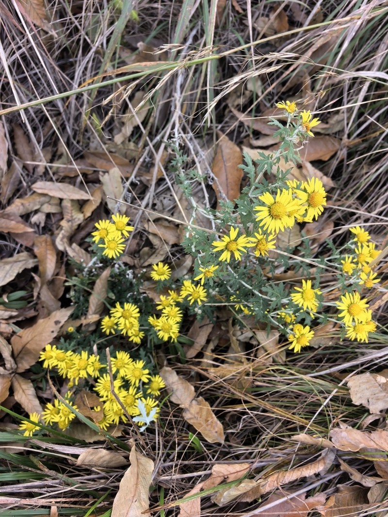 Chrysanthemum potentilloides photo 2