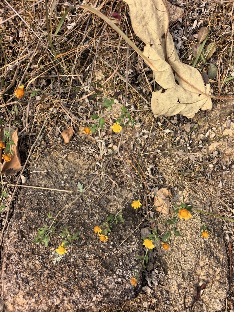 Chrysanthemum potentilloides photo 3