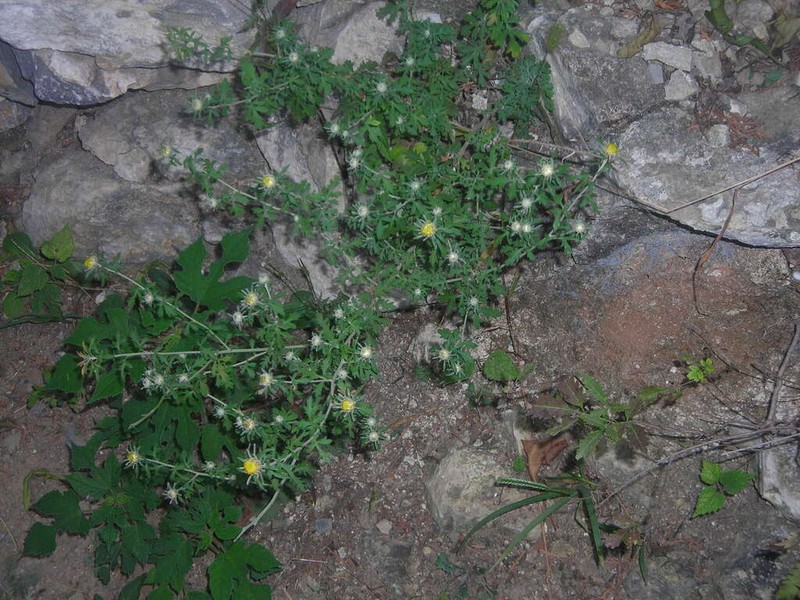 Chrysanthemum potentilloides photo 4