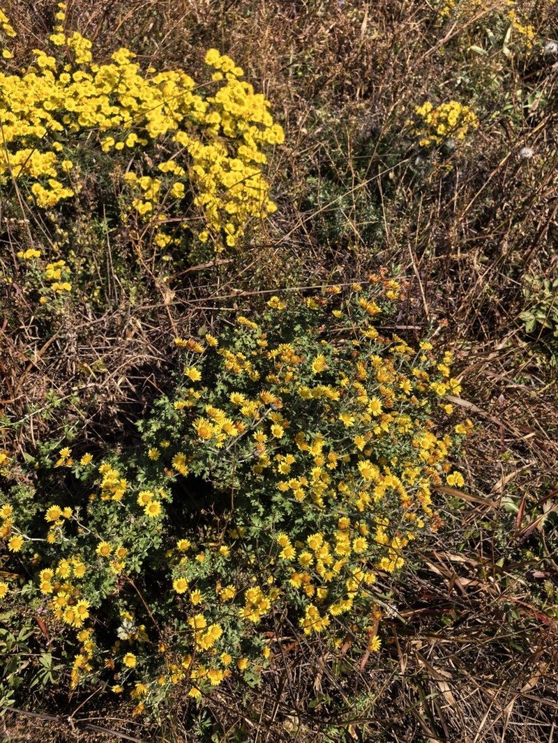Chrysanthemum potentilloides photo 5