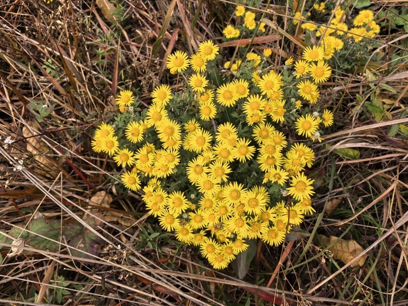 Chrysanthemum potentilloides photo 6