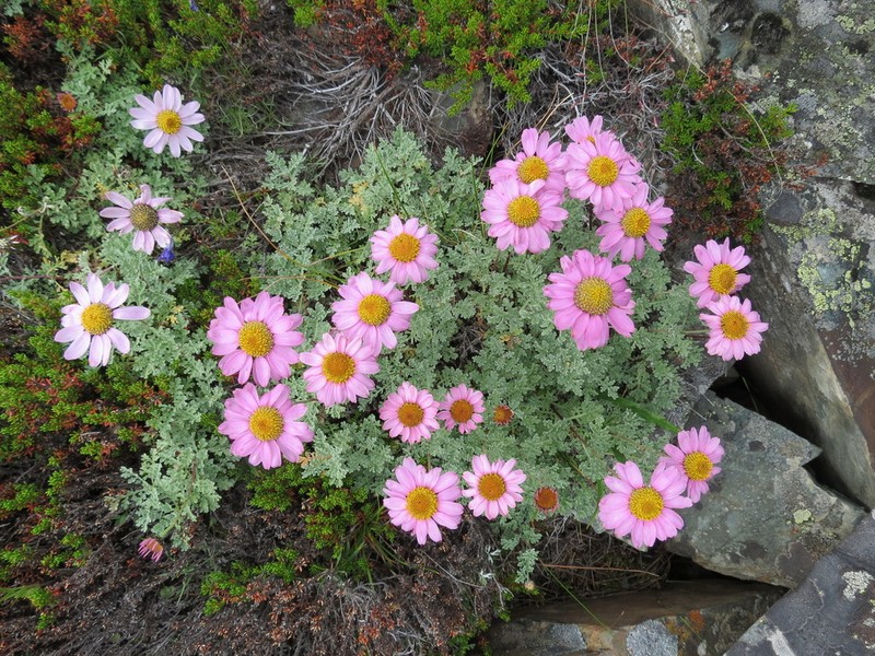 Chrysanthemum sinuatum