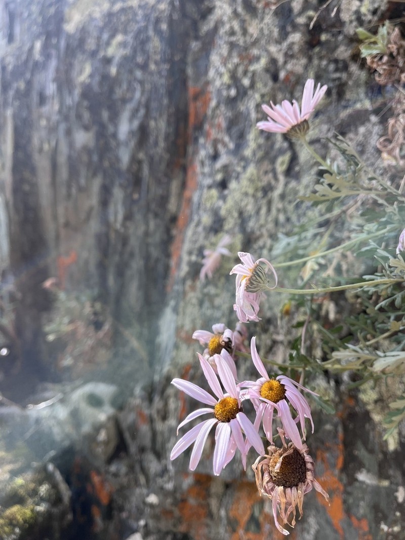 Chrysanthemum sinuatum photo 2