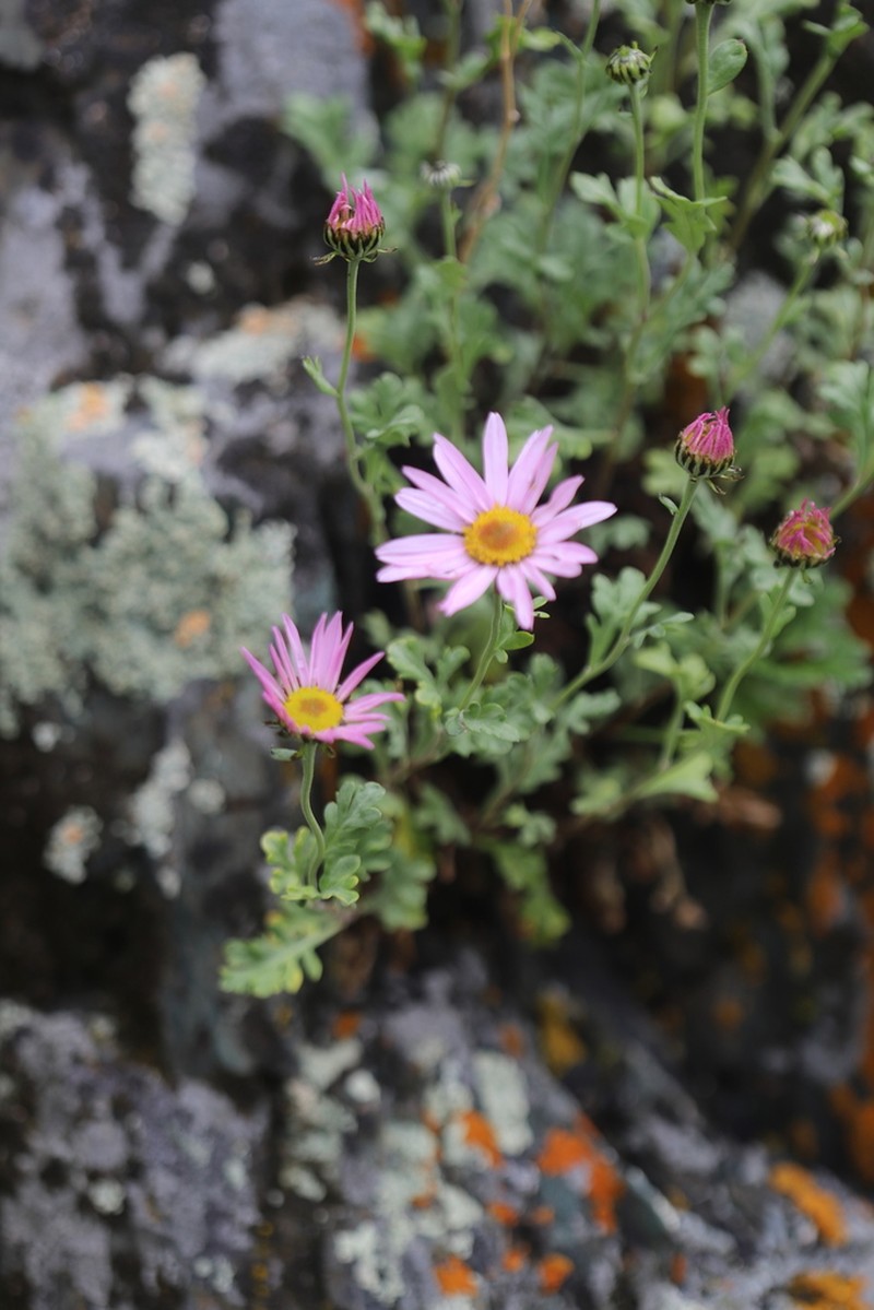 Chrysanthemum sinuatum photo 3