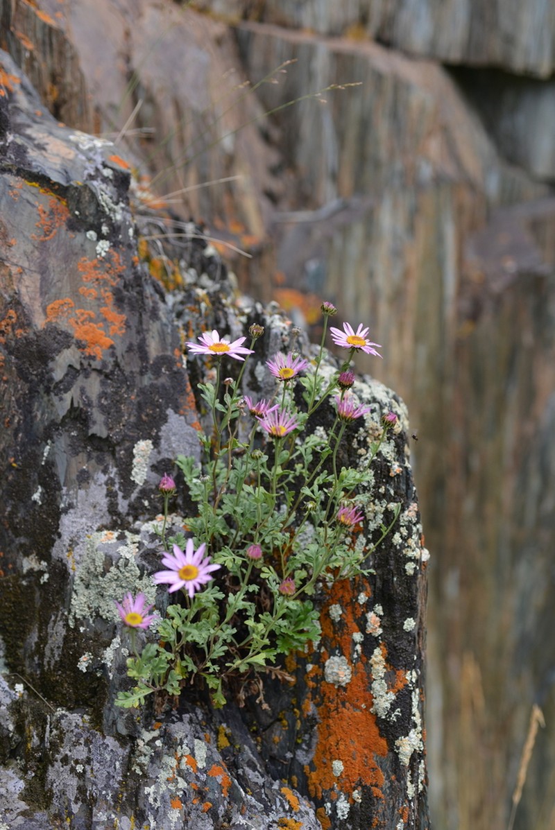 Chrysanthemum sinuatum photo 4