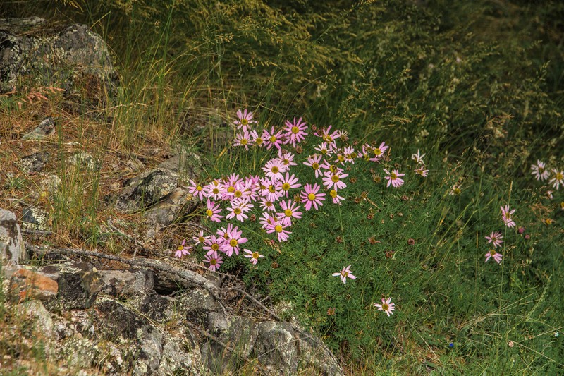 Chrysanthemum sinuatum photo 6