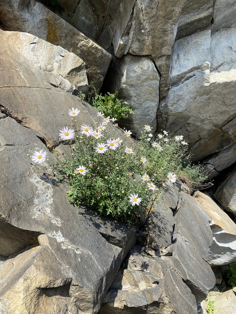 Chrysanthemum sinuatum photo 7